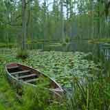 Cypress Gardens
