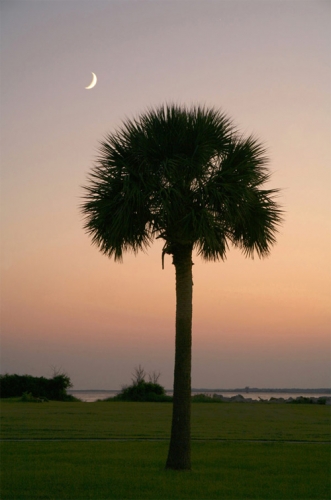 South Carolina Trees