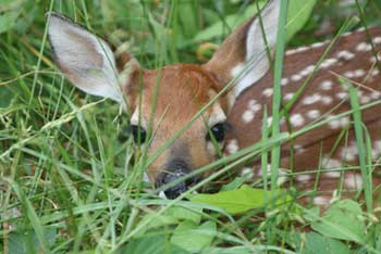 White-Tailed Deer Fawn