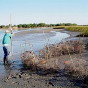 Old Crab Pots Make New Oyster Reefs