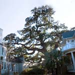 Champion Oak